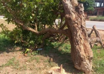 ‘I am being persecuted’ – Komfo Anokye tree-cutting suspect begs for legal representation
