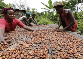 COCOBOD secures $800M syndicated loan, plans quick drawdown amid crisis