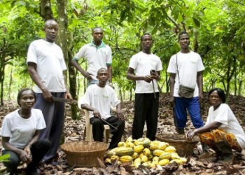 Cocoa farmers