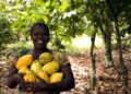 Minority cocoa farms