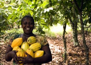 Minority cocoa farms