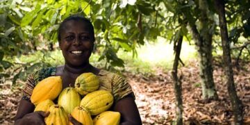 Minority cocoa farms