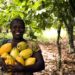 Minority cocoa farms