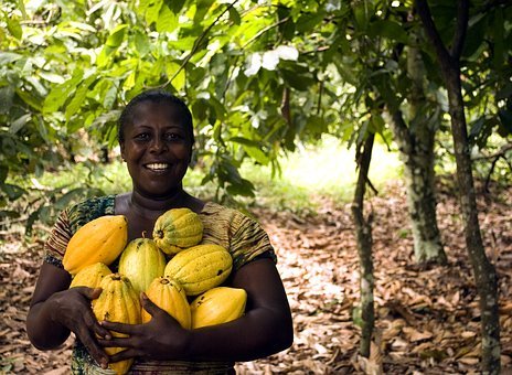 Minority cocoa farms