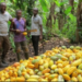 Farmers cocoa NPP