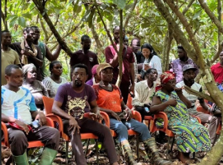 Minority cocoa farmers
