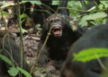 Chimpanzees Uganda