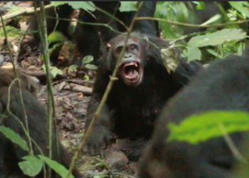 Chimpanzees Uganda