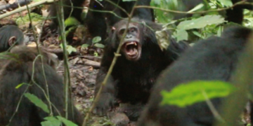 Chimpanzees Uganda