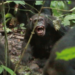 Chimpanzees Uganda