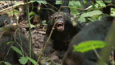 Chimpanzees Uganda