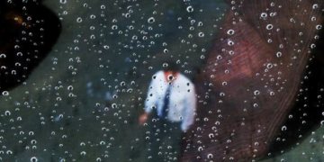 AI job apocalypse