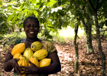 Nigeria’s cocoa