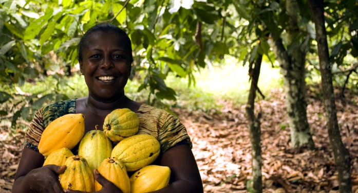 Nigeria’s cocoa