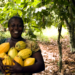 Nigeria’s cocoa