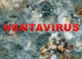 Hantavirus