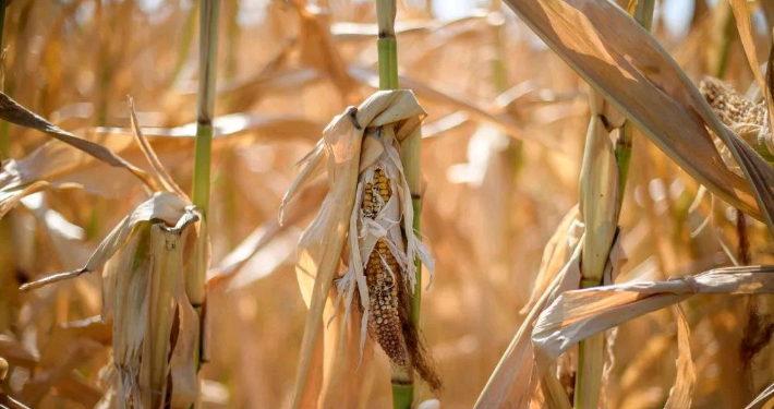Uganda drought